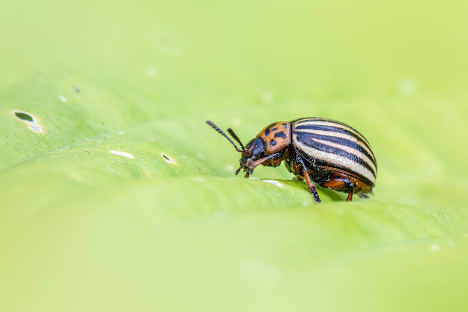 The messy truth about best pest control and why I stopped hiring pros