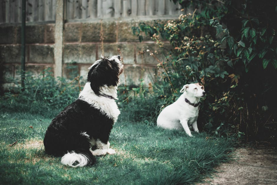 How to Create a Pet-Friendly Backyard Your Dog Will Love