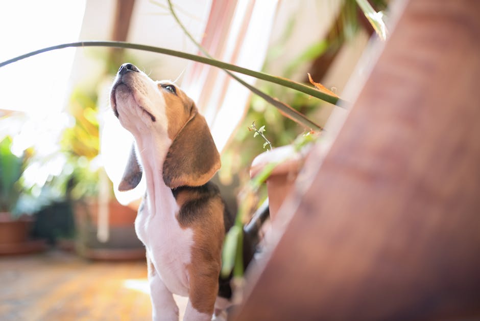 Best Family-Friendly Houseplants That Are Safe for Pets