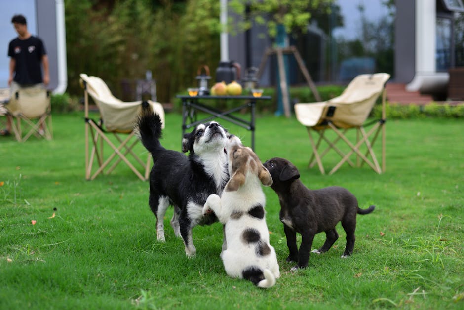 Fleas on Kittens: Safe Treatment Options by Age and Weight