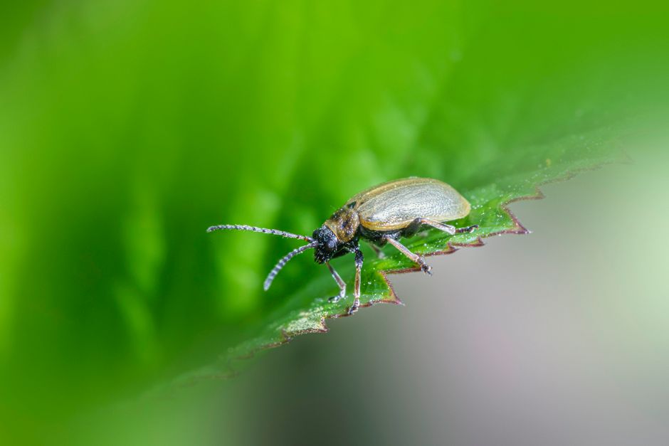 Detailed macro photograph of a willow leaf beetle on a vibrant green leaf, showcasing its intricate features.