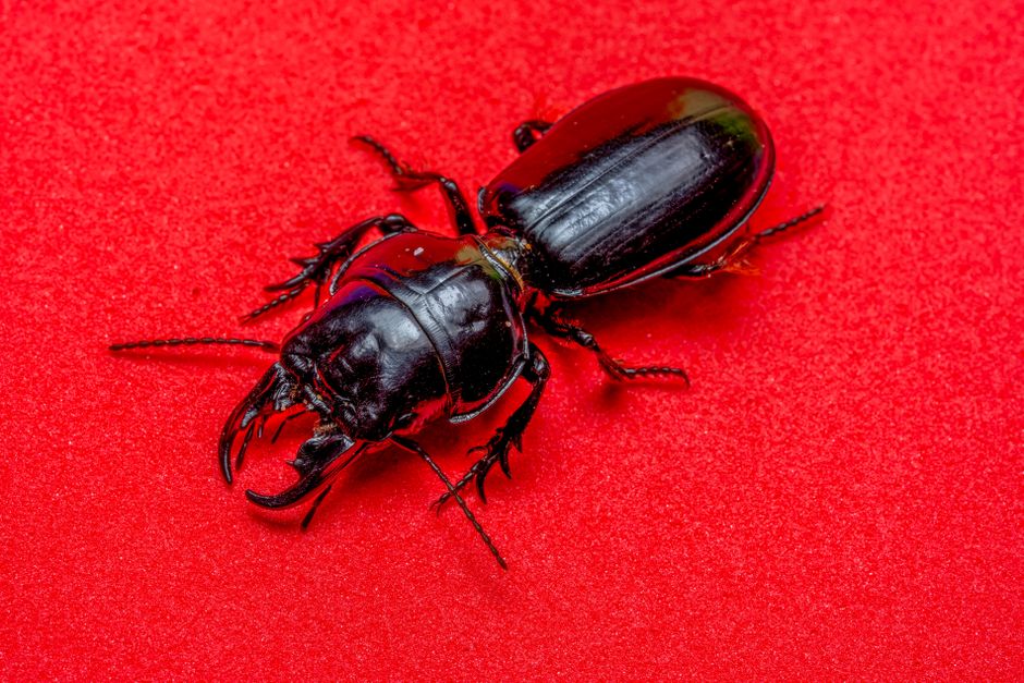 Detailed macro shot of a black beetle on a red surface highlighting the insect's features.