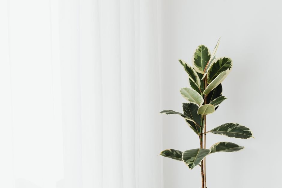 Ficus plant positioned near a soft white curtain for a minimalist decor effect.